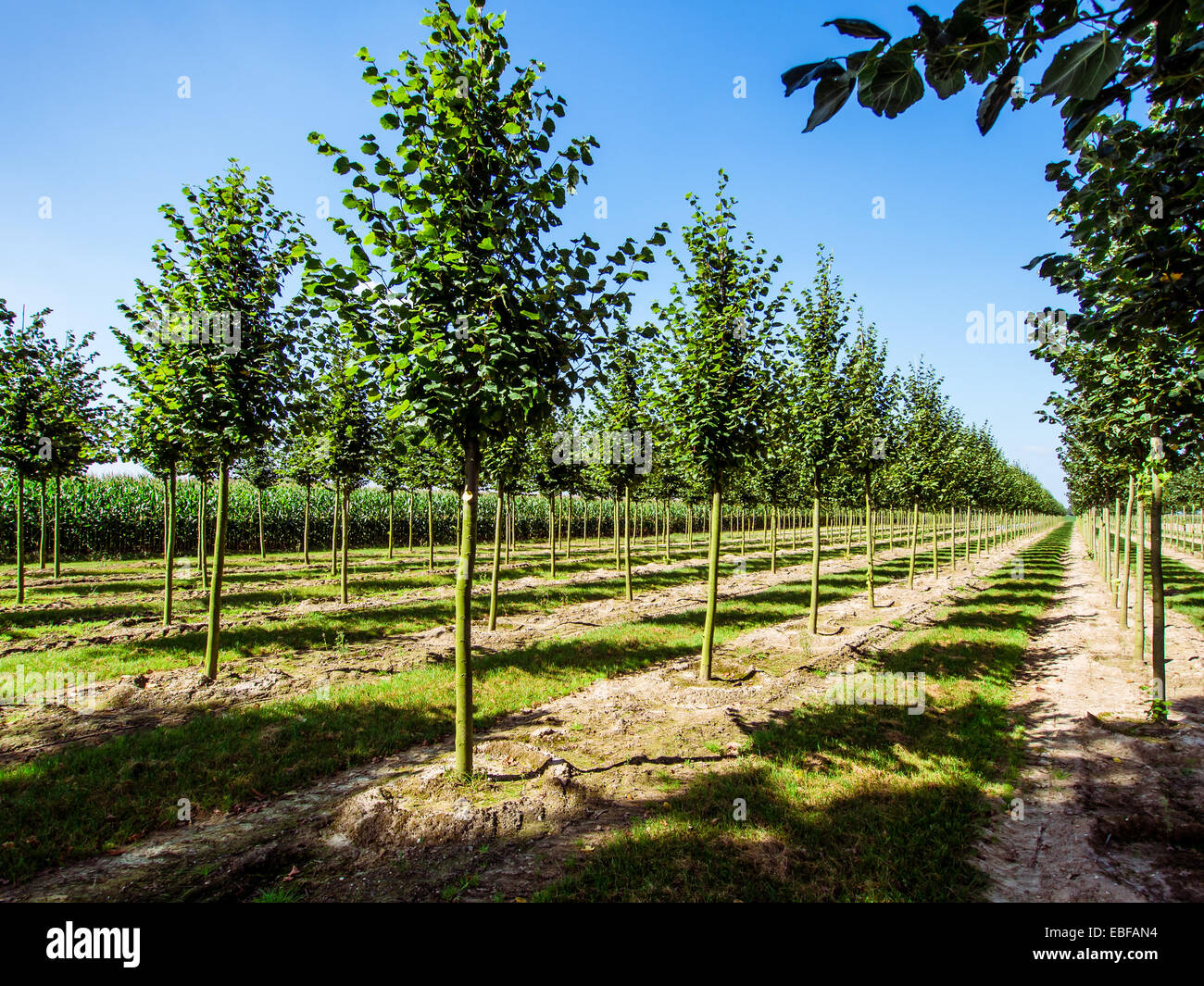 Rows of caucasian lime trees Stock Photo