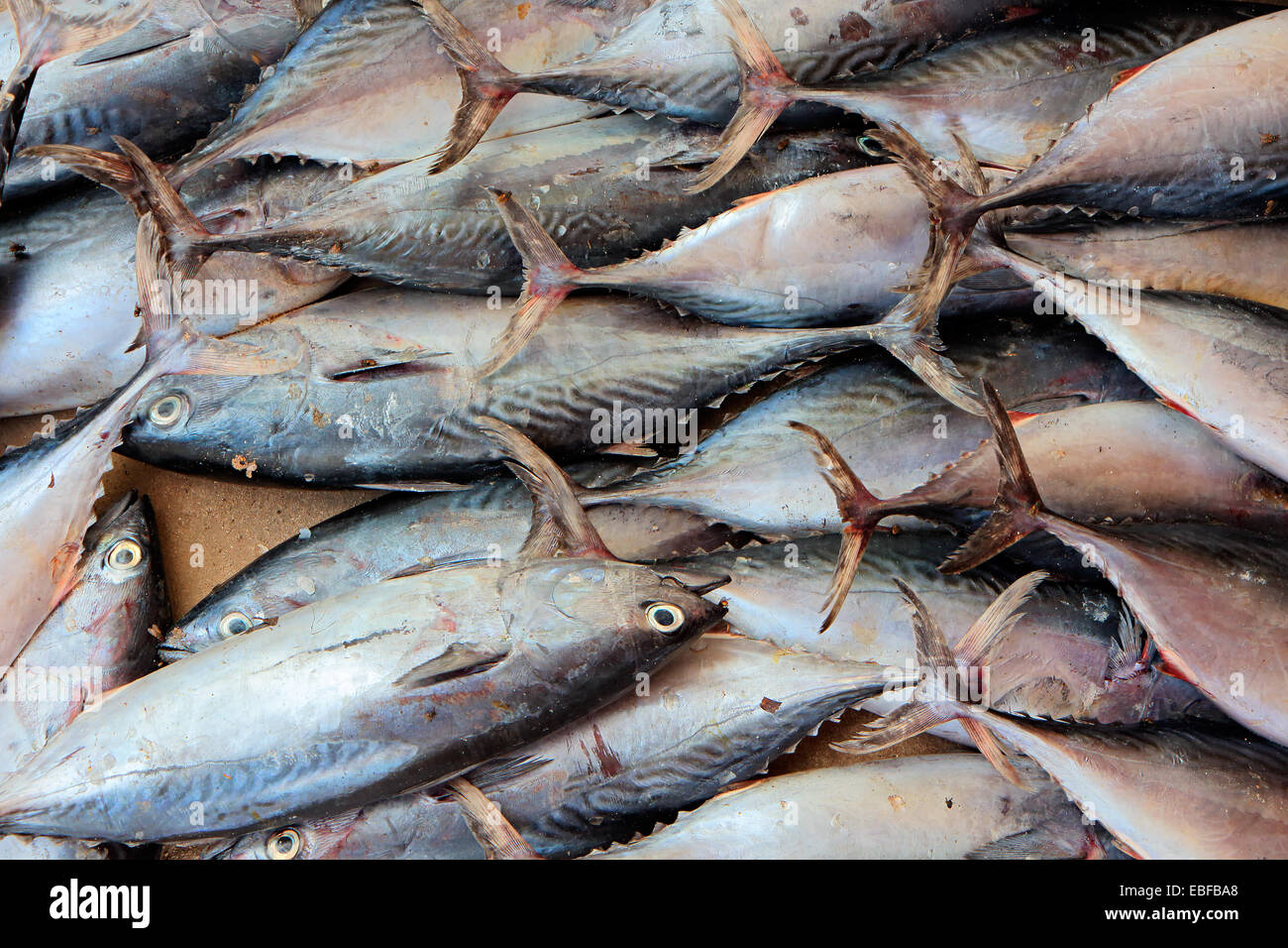 A catch of fishes on a fish market, Zanzibar island Stock Photo