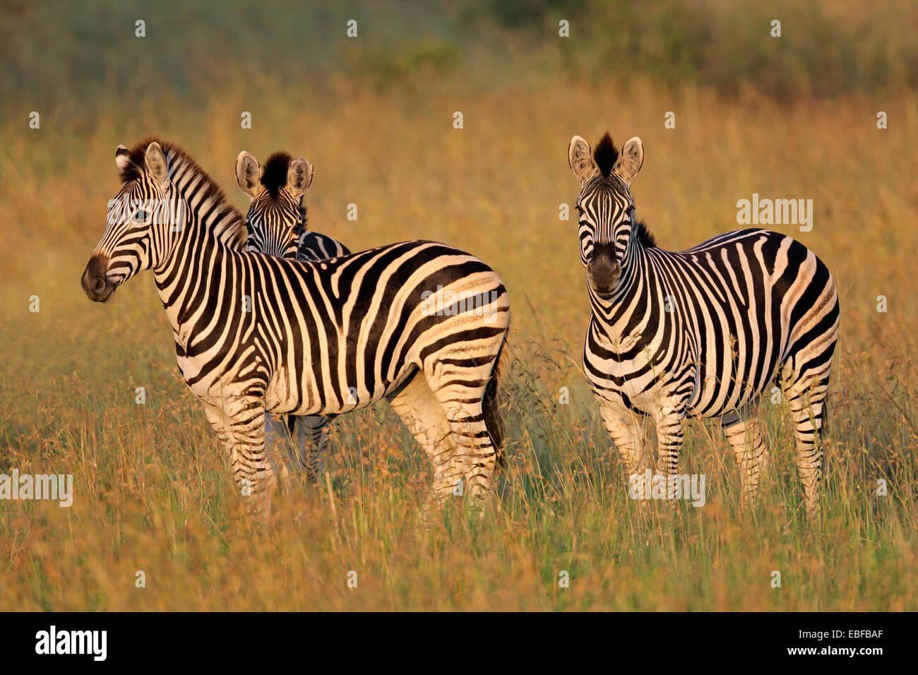Plains (Burchells) Zebras (Equus burchelli) in grassland, South Africa Stock Photo