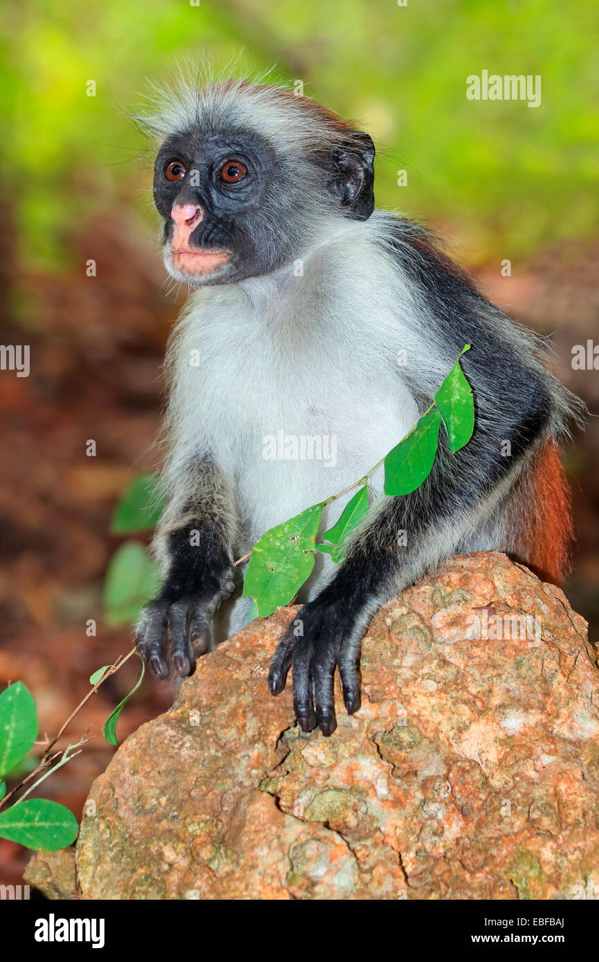 Endangered Zanzibar red colobus monkey (Procolobus kirkii), Jozani forest, Zanzibar Stock Photo