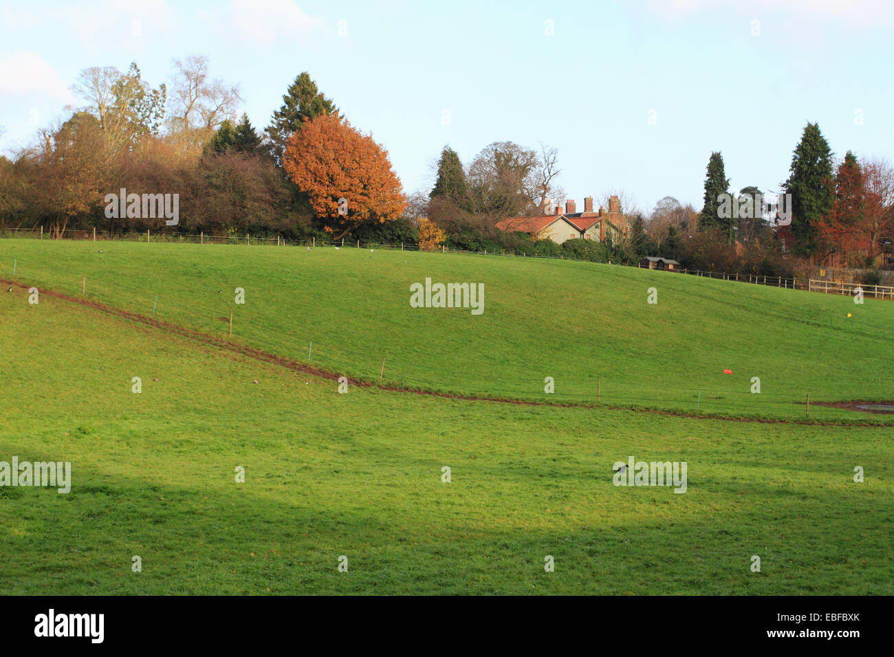 Grazing field, Old Catton countryside, Norwich, Norfolk, UK. Stock Photo