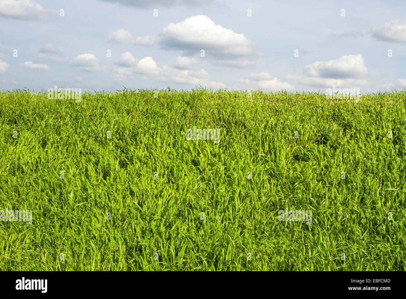 Image of green grass field and bright blue sky and clouds Stock Photo ...