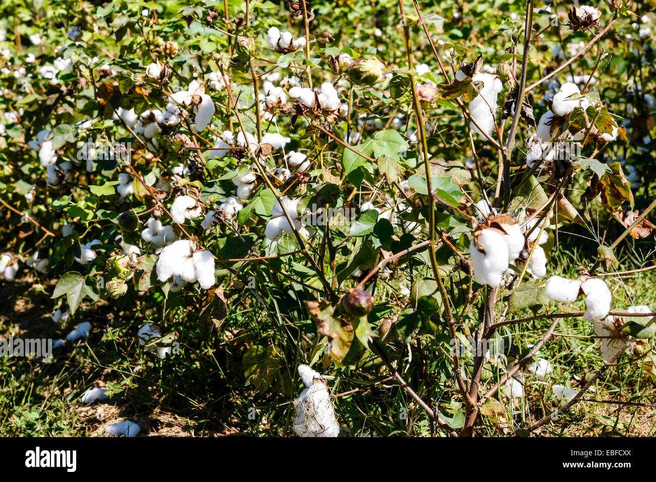 The cashcrop of the Southern states of America Cotton Stock Photo