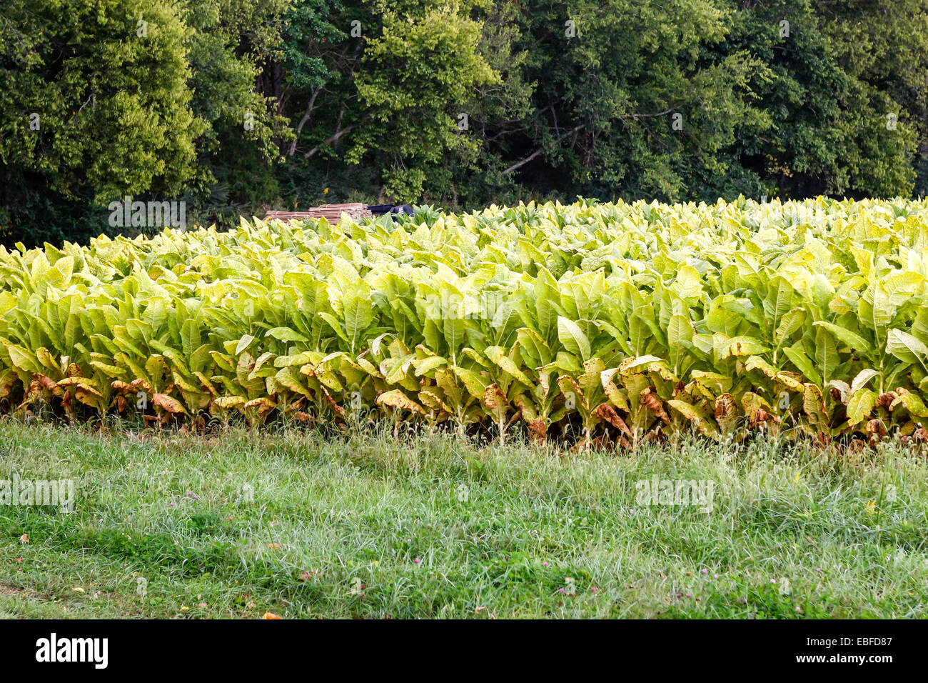 Sun cured tobacco hi-res stock photography and images