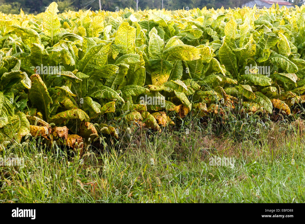 tobacco virus disease Tobacco Mosaic Virus - Viral Diseases