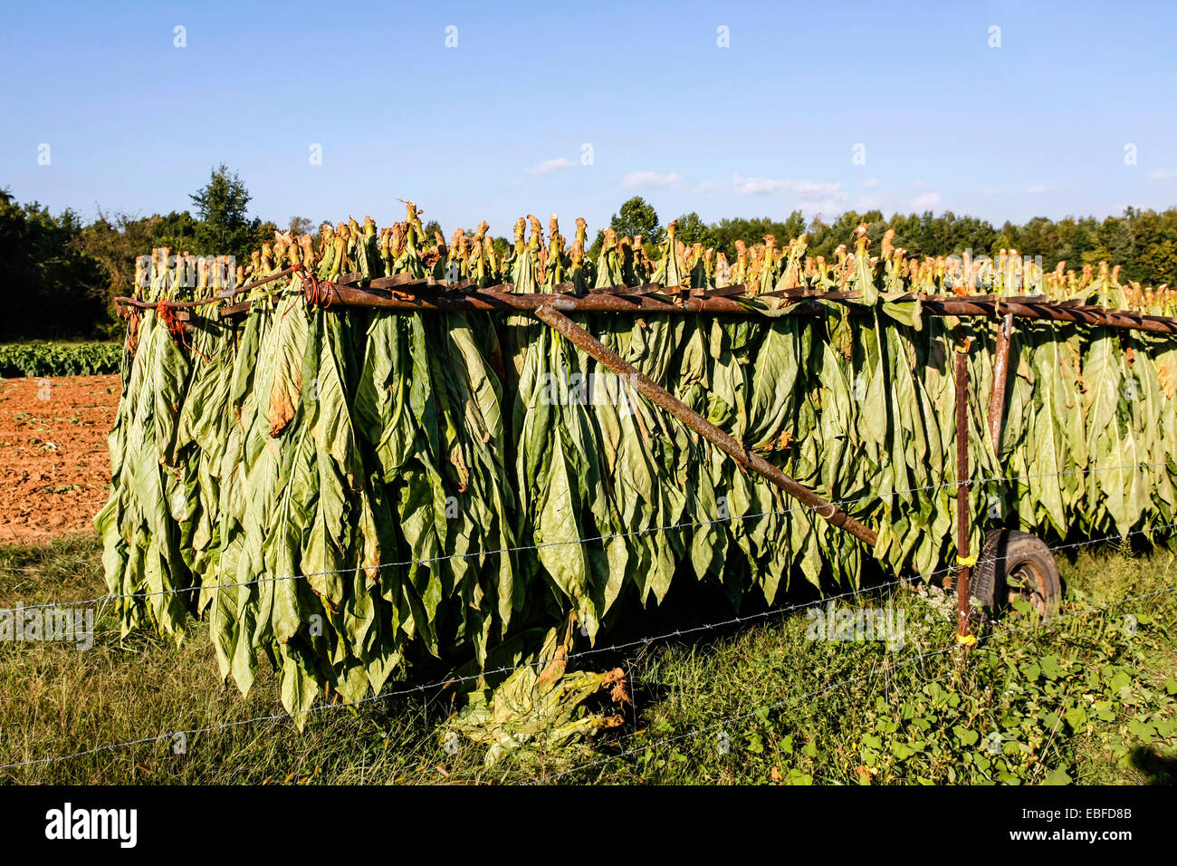 tobacco plant genus Aromatic Fire-cured Tobacco plant genus Nicotiana of the Solanaceae  (nightshade) family being grown and cultivated in fields aro Stock Photo