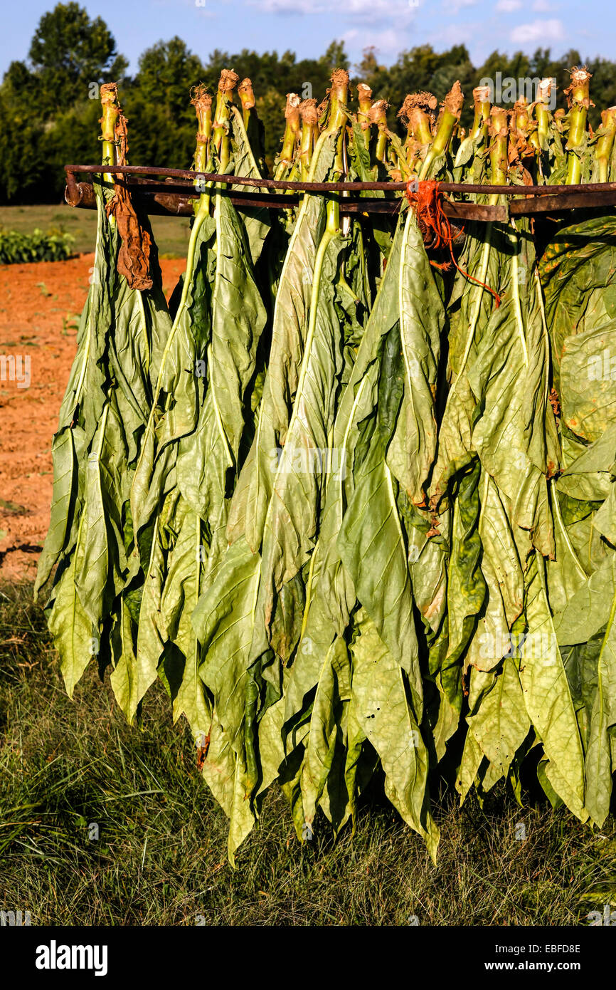 tobacco plant family Aromatic Fire-cured Tobacco plant genus Nicotiana of the Solanaceae  (nightshade) family being grown and cultivated in fields aro Stock Photo