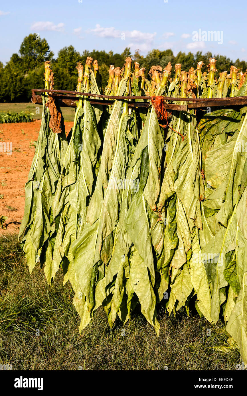 tobacco plant genus Aromatic Fire-cured Tobacco plant genus Nicotiana of the Solanaceae  (nightshade) family being grown and cultivated in fields aro Stock Photo