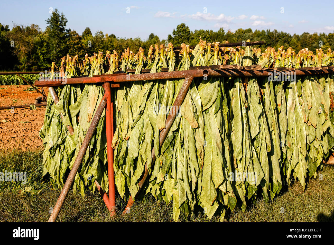 Kentucky Fired Cured Tins Drew Estate BnB Tobacco San Andres Wrapper Premium Cig Australia