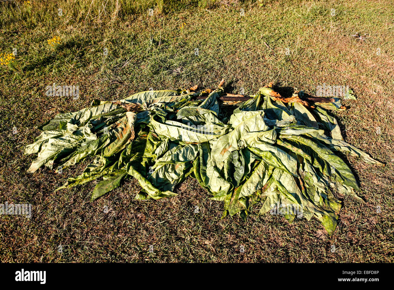 game tobacco leaf Game Leaf Dark