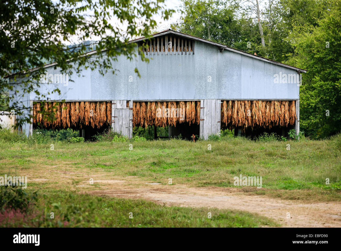 A tobacco barn in rural Tennessee. Used to dry out the tobacco leaves  before they are sold to cigarette companies Stock Photo - Alamy