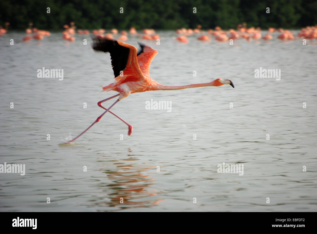 Flamingo taking off Stock Photo