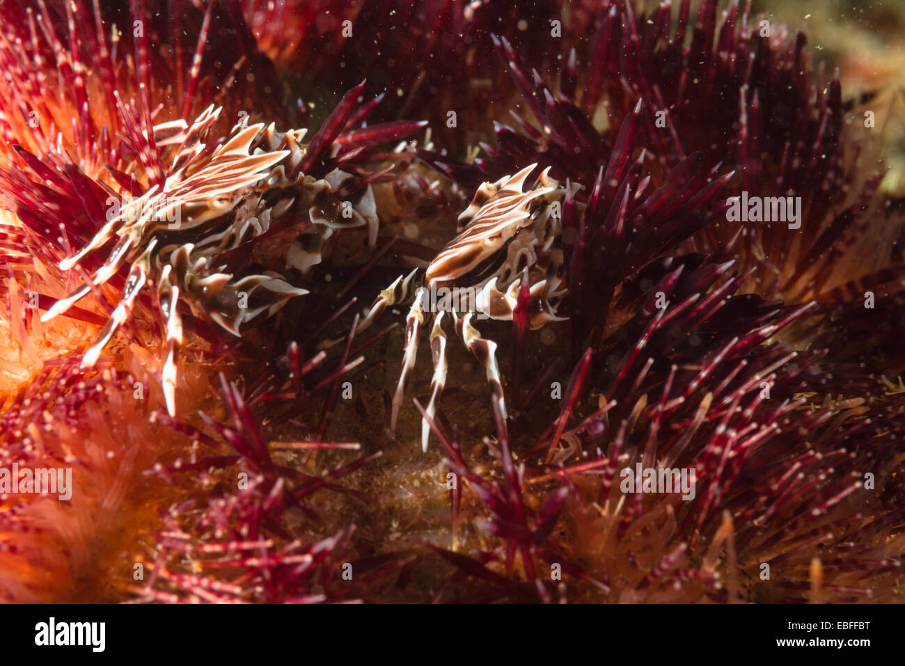 Zebra crabs (Zebrida adamsii)  dancing on a venomous sea urchin (Asthenosoma ijimai). at Owase Mie Japan Stock Photo