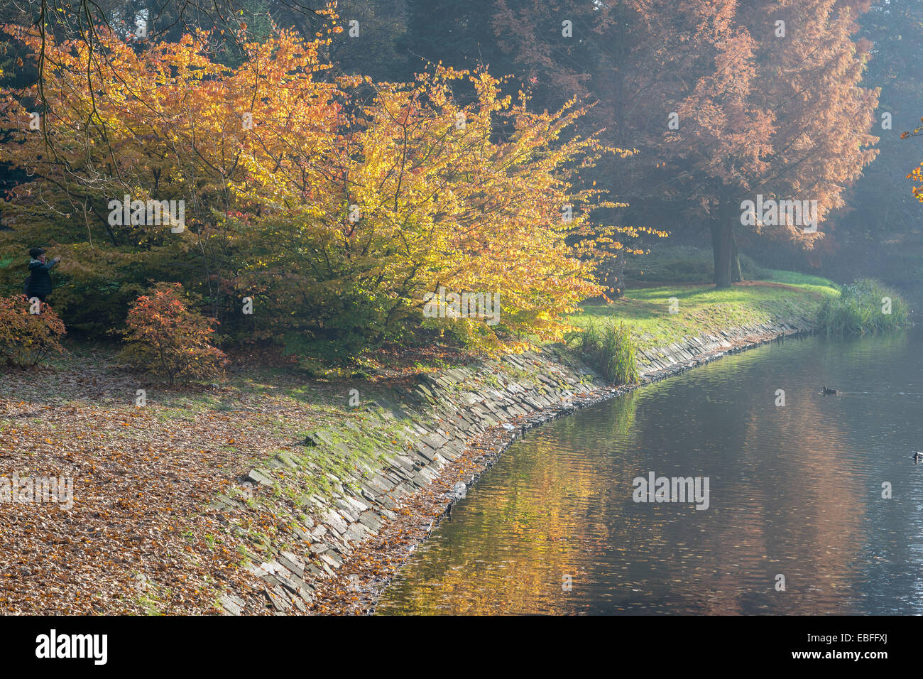 Multicolor autumn beech trees reflecting in quiet  water Stock Photo