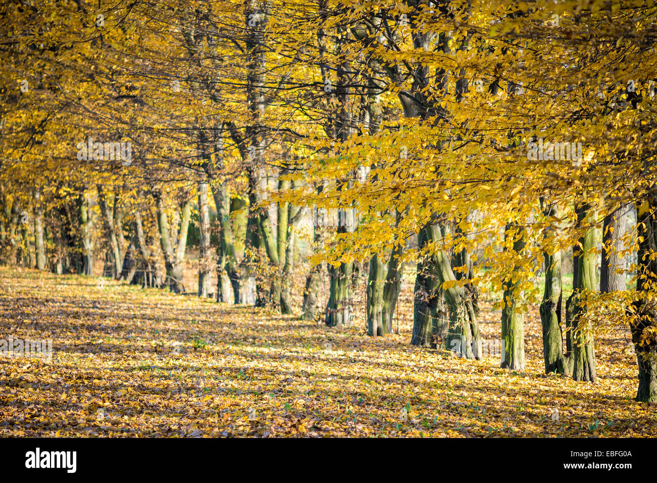 Row of yellow autumn elm trees in the sun Ulmus laevis Stock Photo