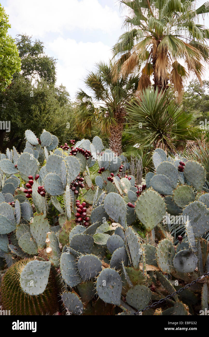 Prickly Pear Cactus in the gardens of the Alamo, San Antonio, Texas, USA Stock Photo