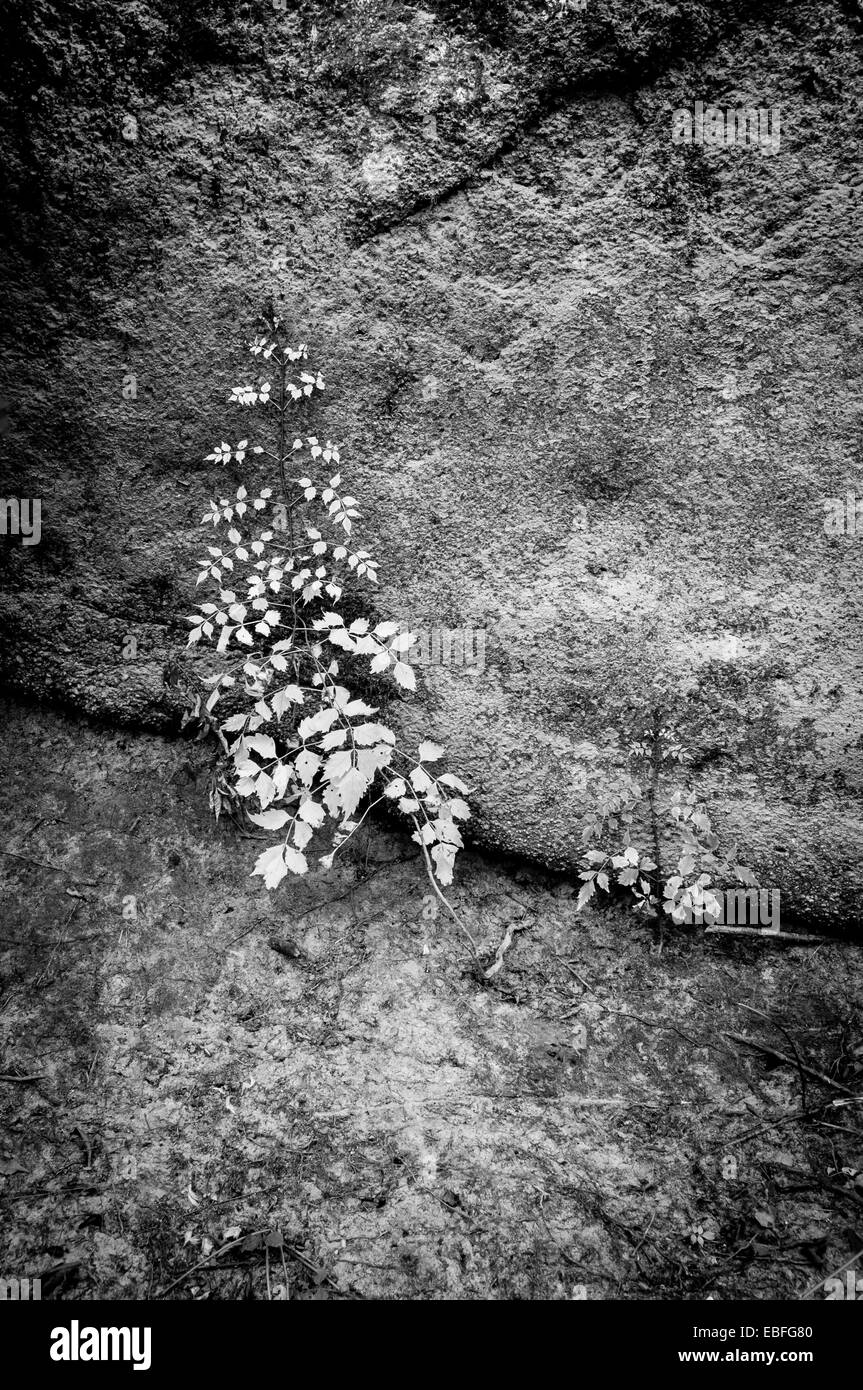 Vines grow from a crack in a rock face along a small bluff. Stock Photo