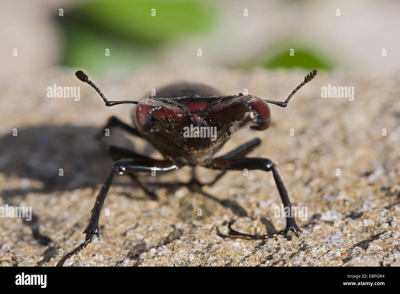 Male Stag Beetle staring Stock Photo