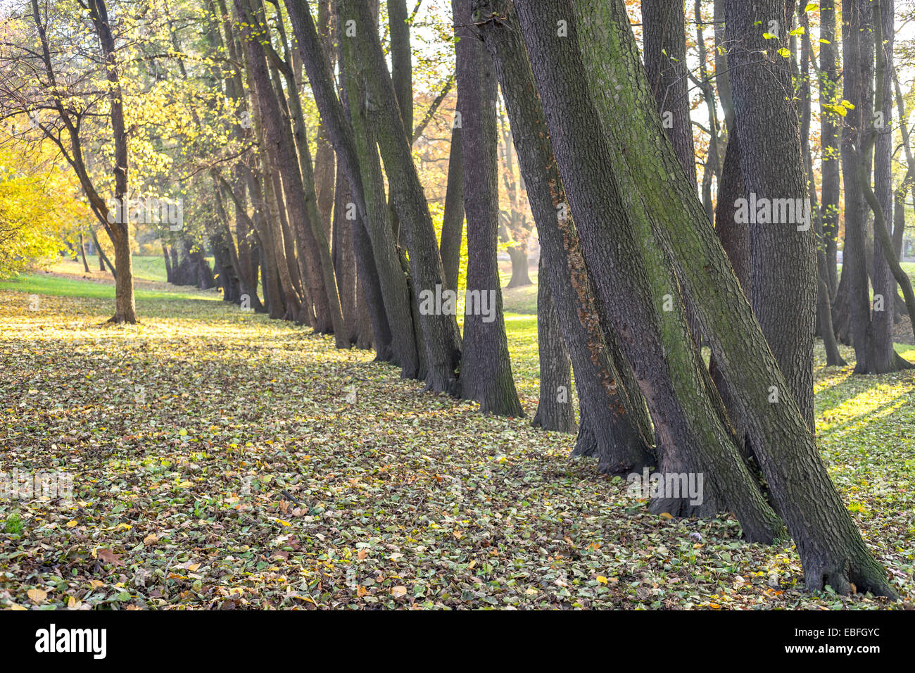 Row of alder autumn trees Alnus glutinosa Stock Photo