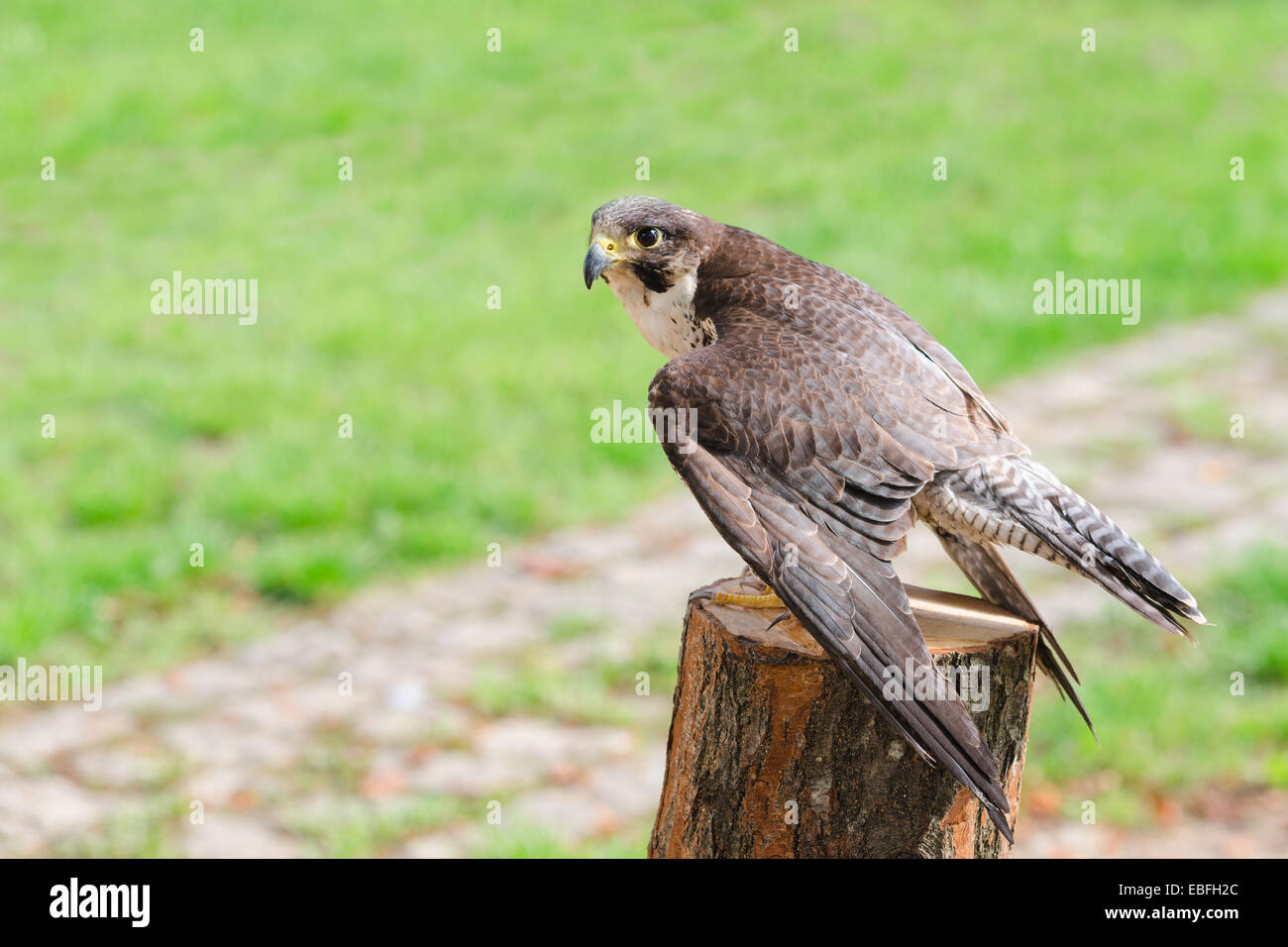 Wild falcon predator hawk fastest raptor bird of prey perched on stump and spread their wings against green grass with free copy Stock Photo