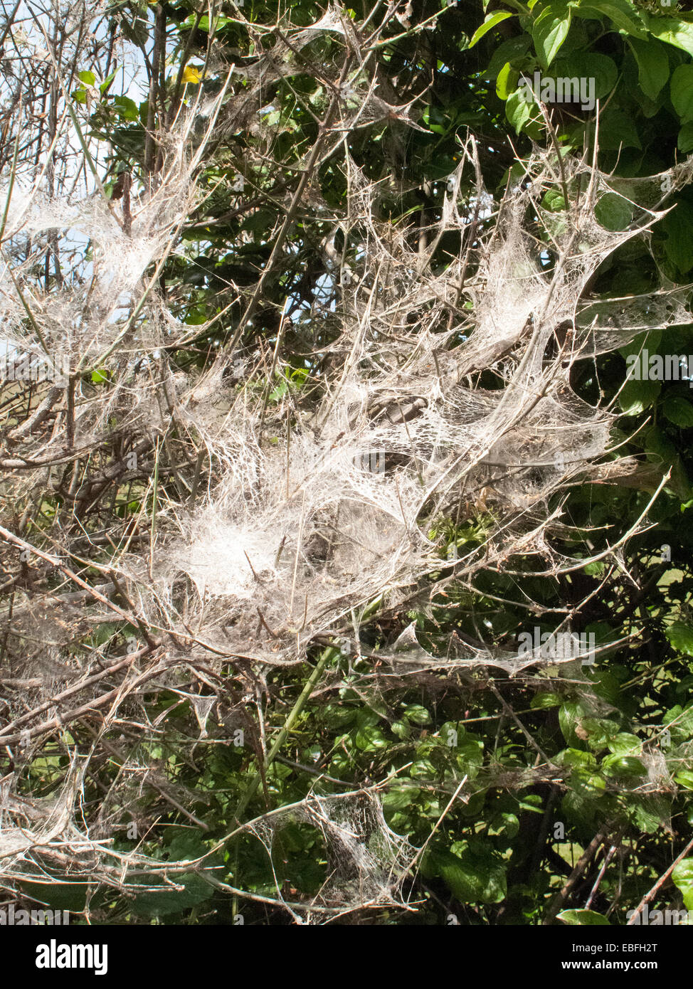 Spindle Ermine (Yponomeuta cagnagella) moth infestation of Euonymus
