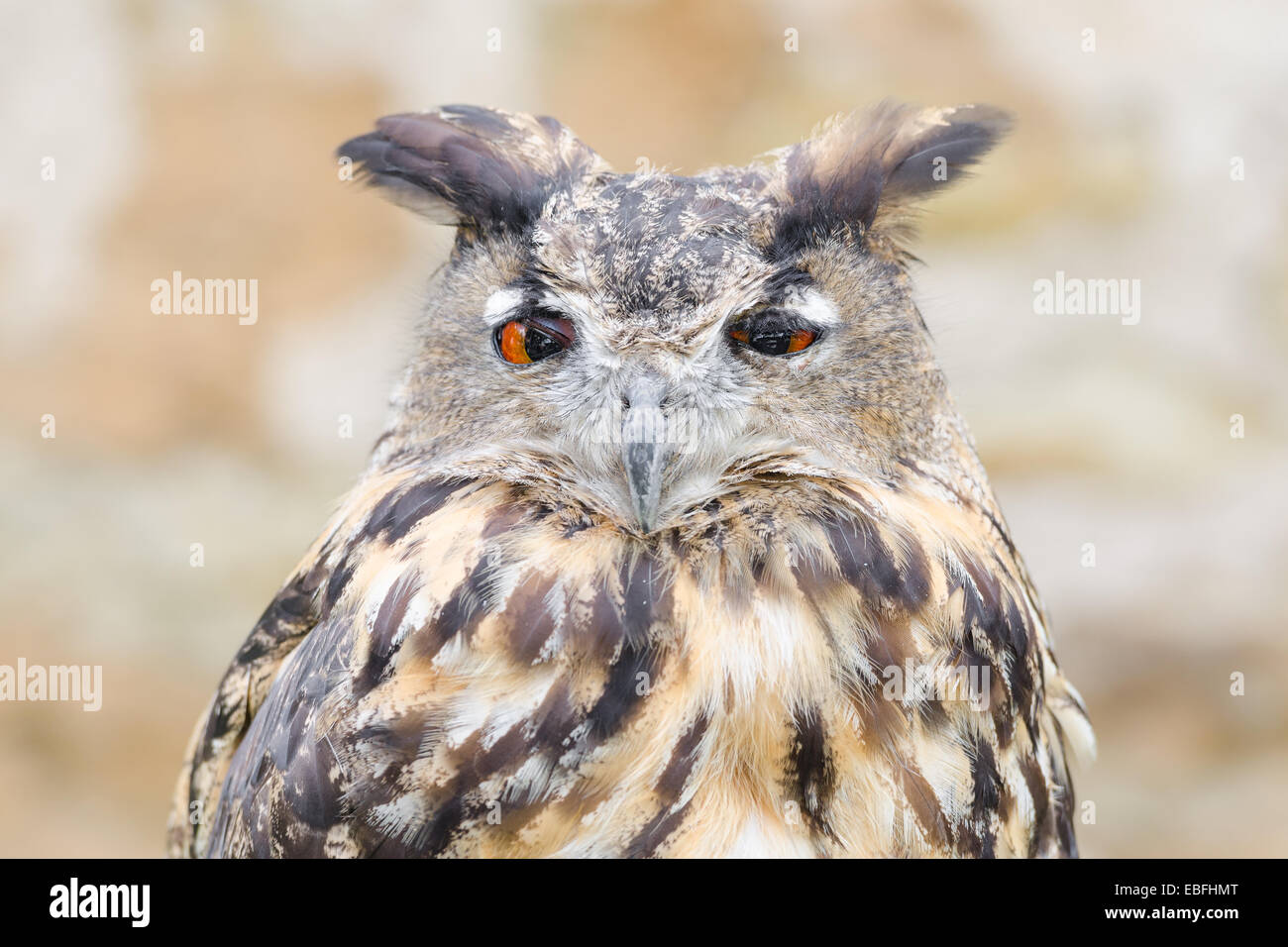 Horned owl or bubo bird close-up portrait of silent night hunter against blurred background Stock Photo