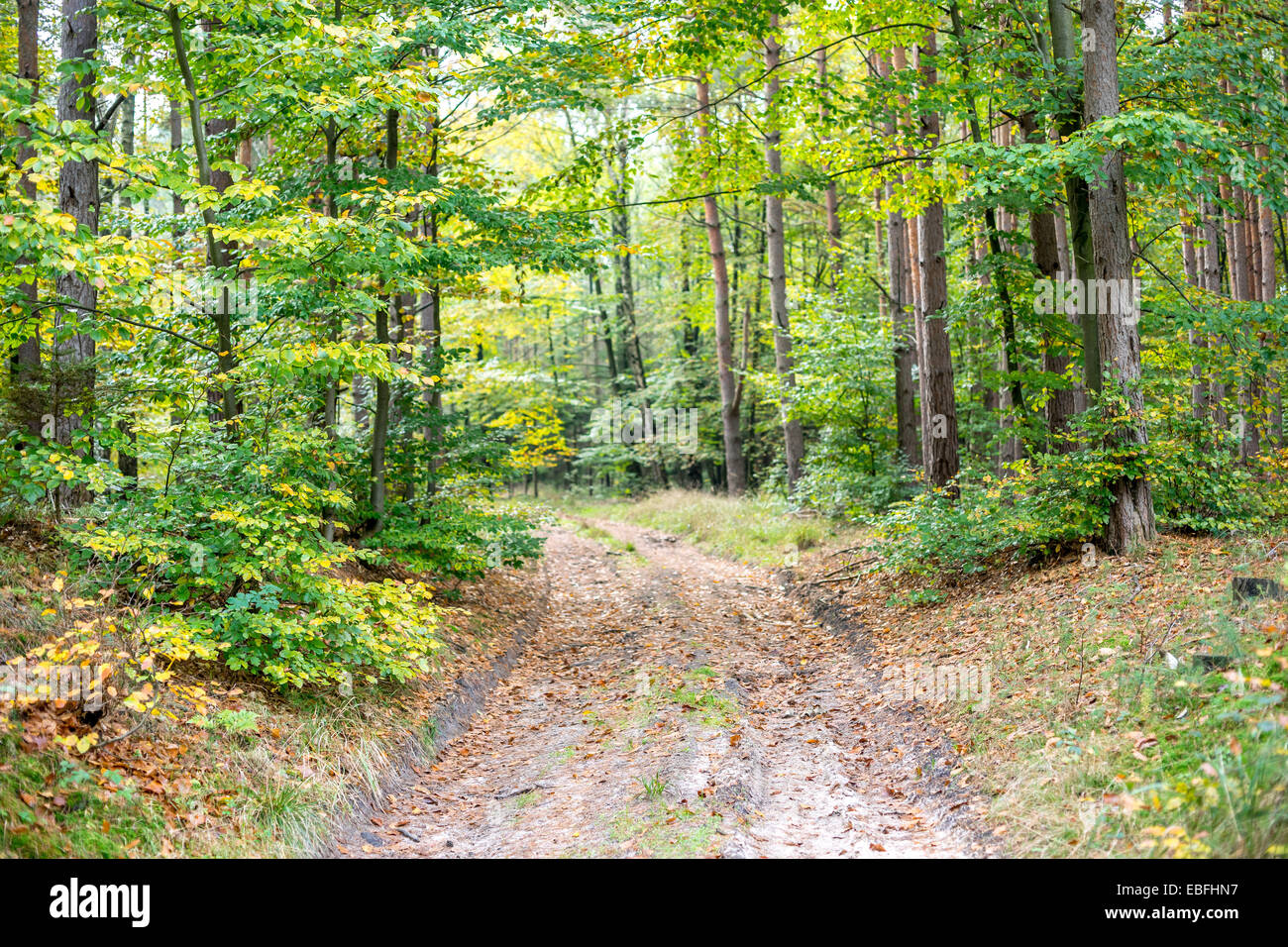 Lane in Northern European autumn forest Stock Photo