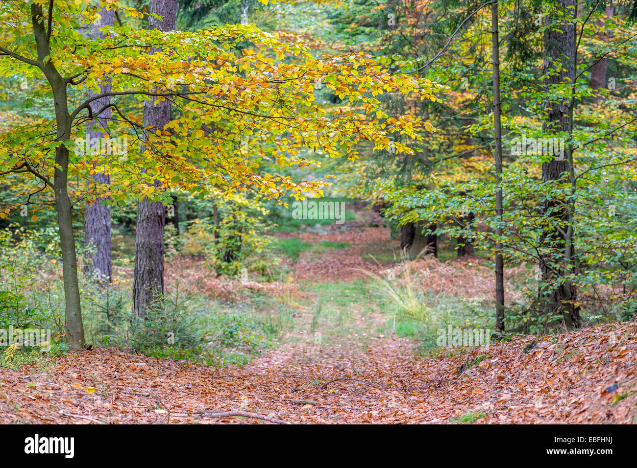 Lane in Northern European autumn forest Stock Photo