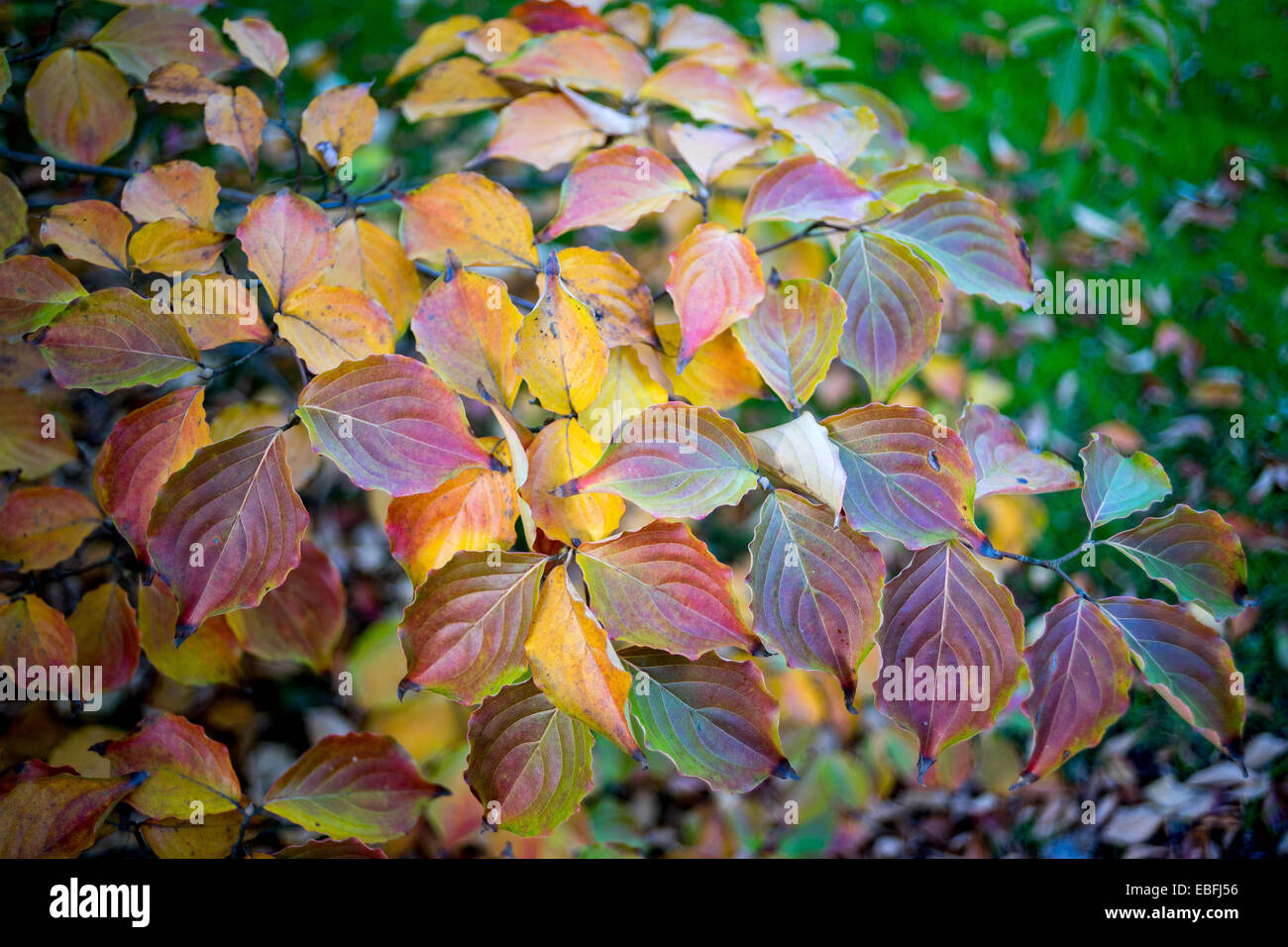 Kousa dogwood multicolor autumn leaves Cornus kousa Stock Photo