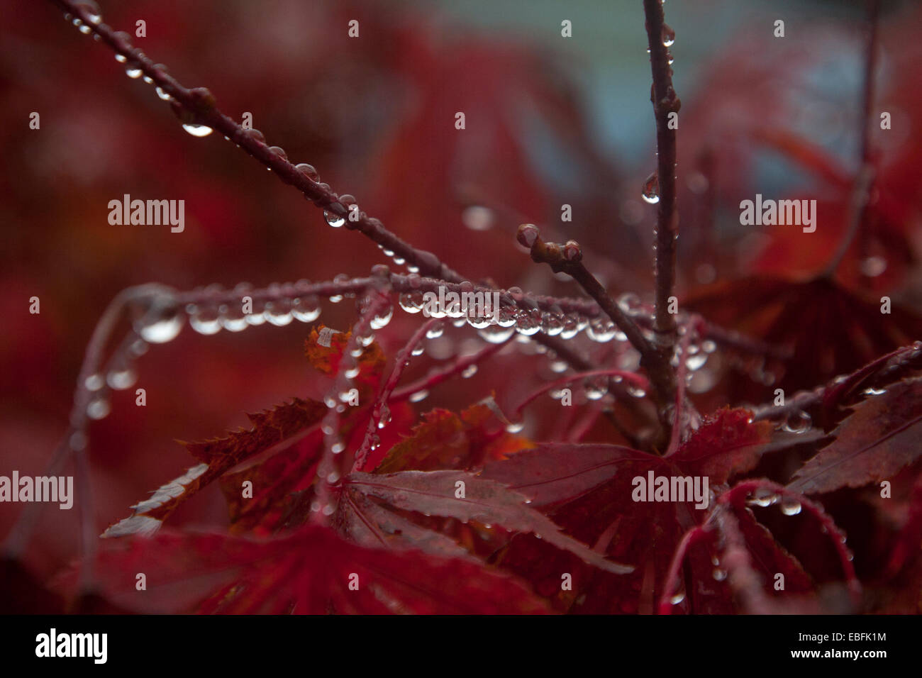Fall rain hi-res stock photography and images - Alamy