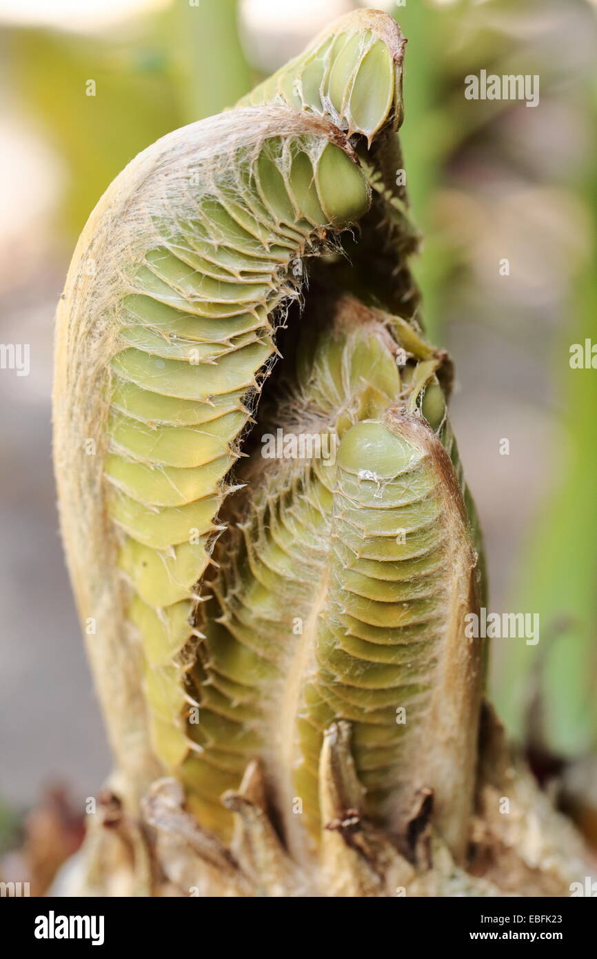New flush of cycad leaves - encephalartos ferox Stock Photo