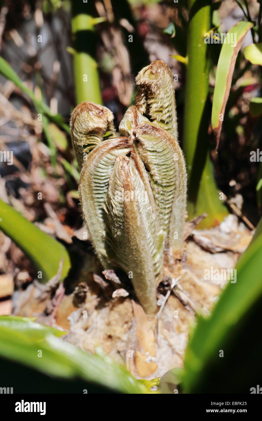 New flush of cycad leaves - encephalartos altensteinii Stock Photo