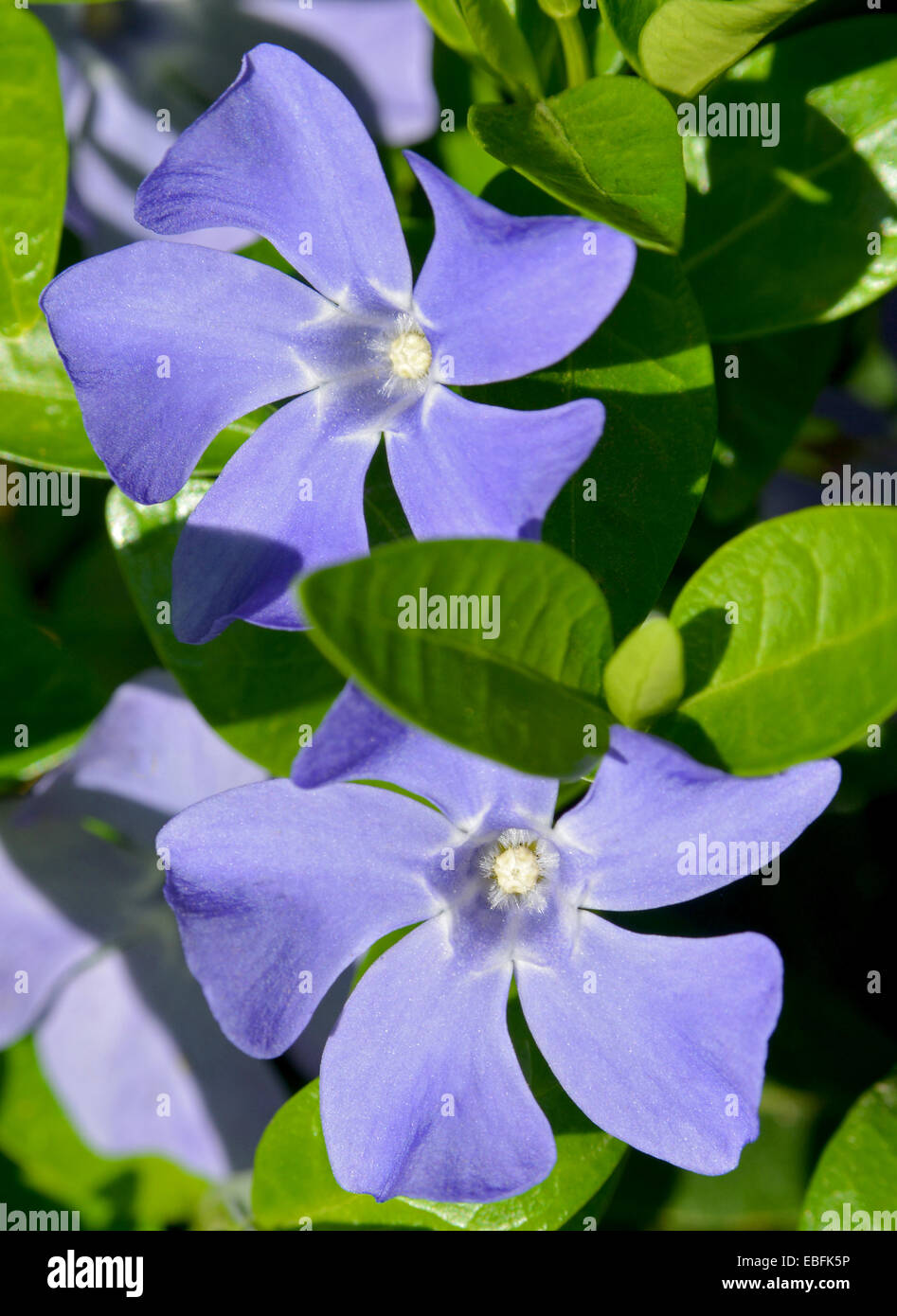 This is a periwinkle (Vinca minor) in bloom Stock Photo Alamy