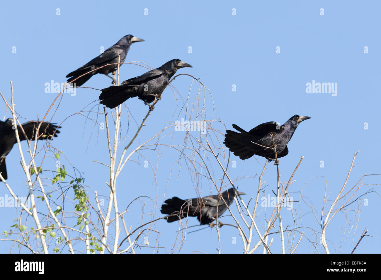 Red Rook Bird Birds in nature hi-res stock photography and images - Alamy