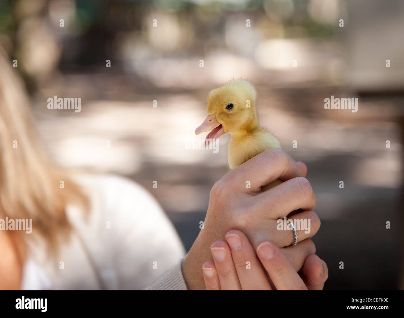 baby Chick Stock Photo