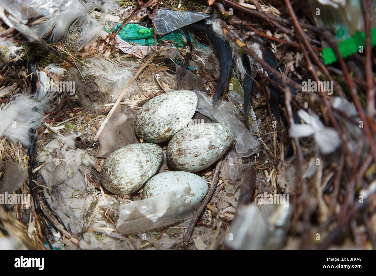 Rook: nest, call & egg - Plantura