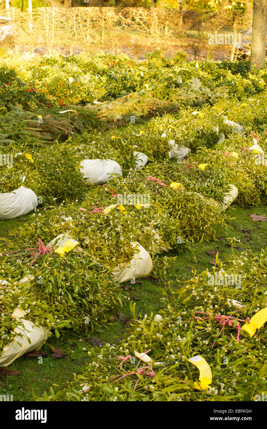 Tenbury Wells mistletoe and holly sales Stock Photo