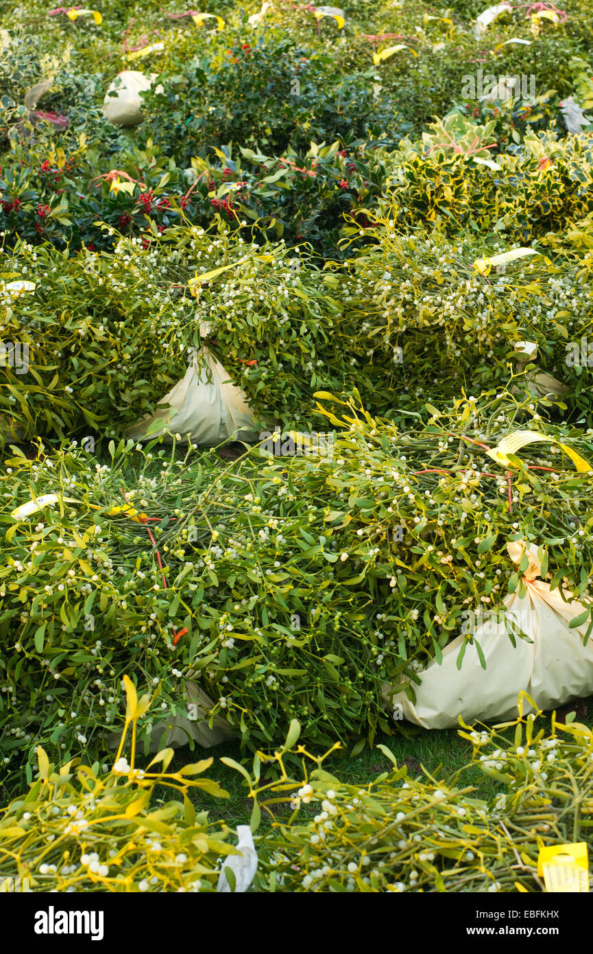 Tenbury Wells mistletoe and holly sales Stock Photo