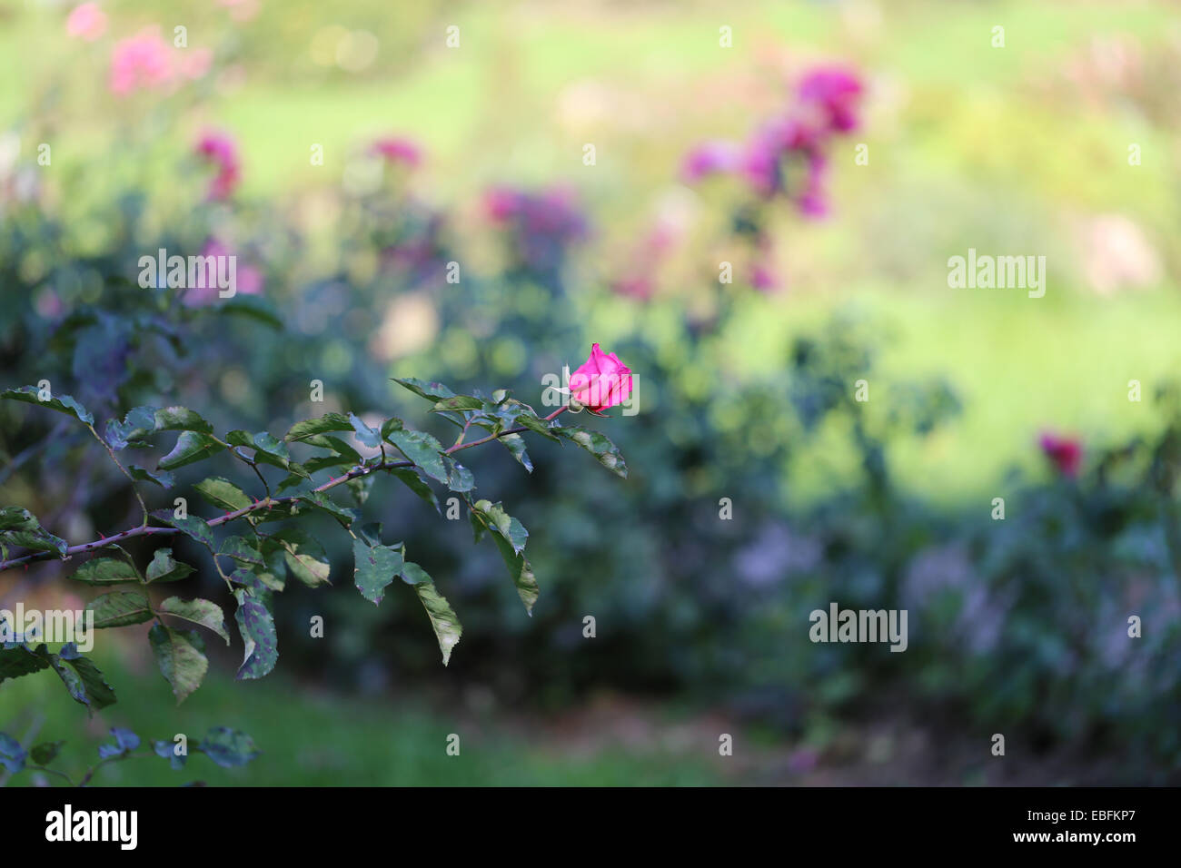 Beautiful rose garden is photographed close up Stock Photo Alamy