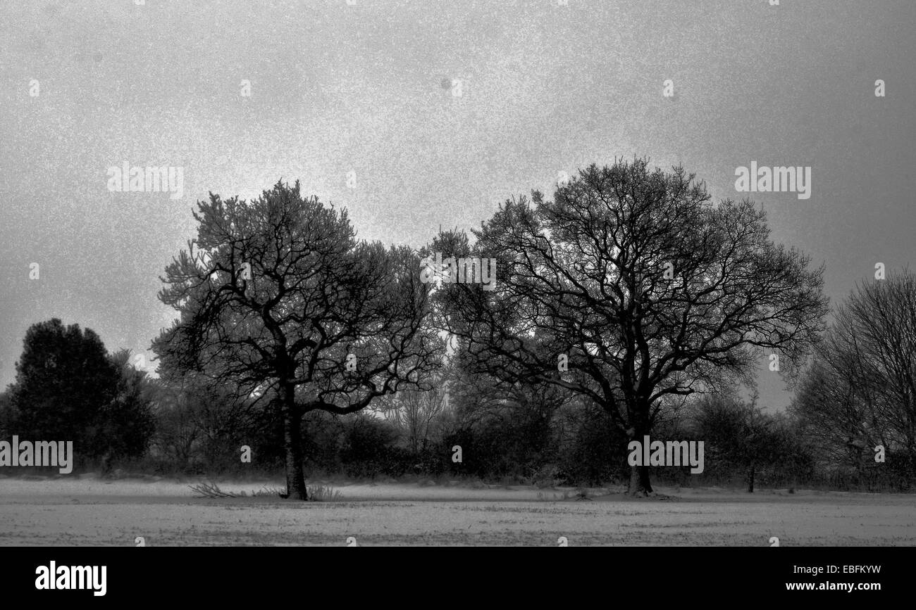 black and white photo of two trees in winter Stock Photo - Alamy