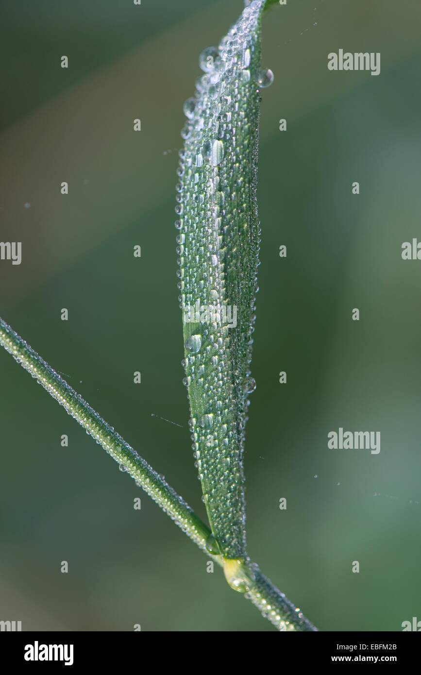 Morning dew on single grass stem. Stock Photo