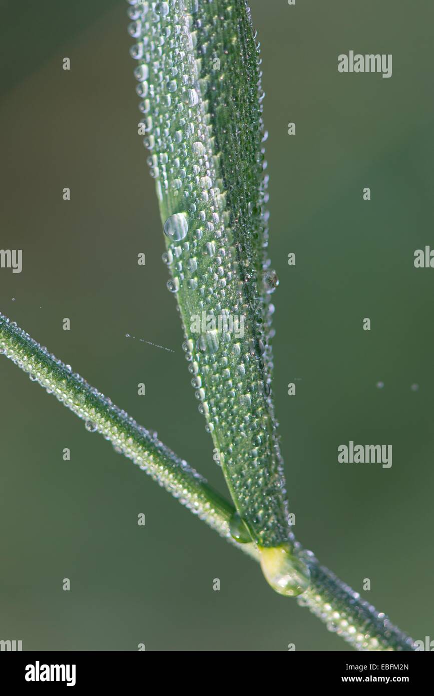 Morning dew on single grass stem. Stock Photo