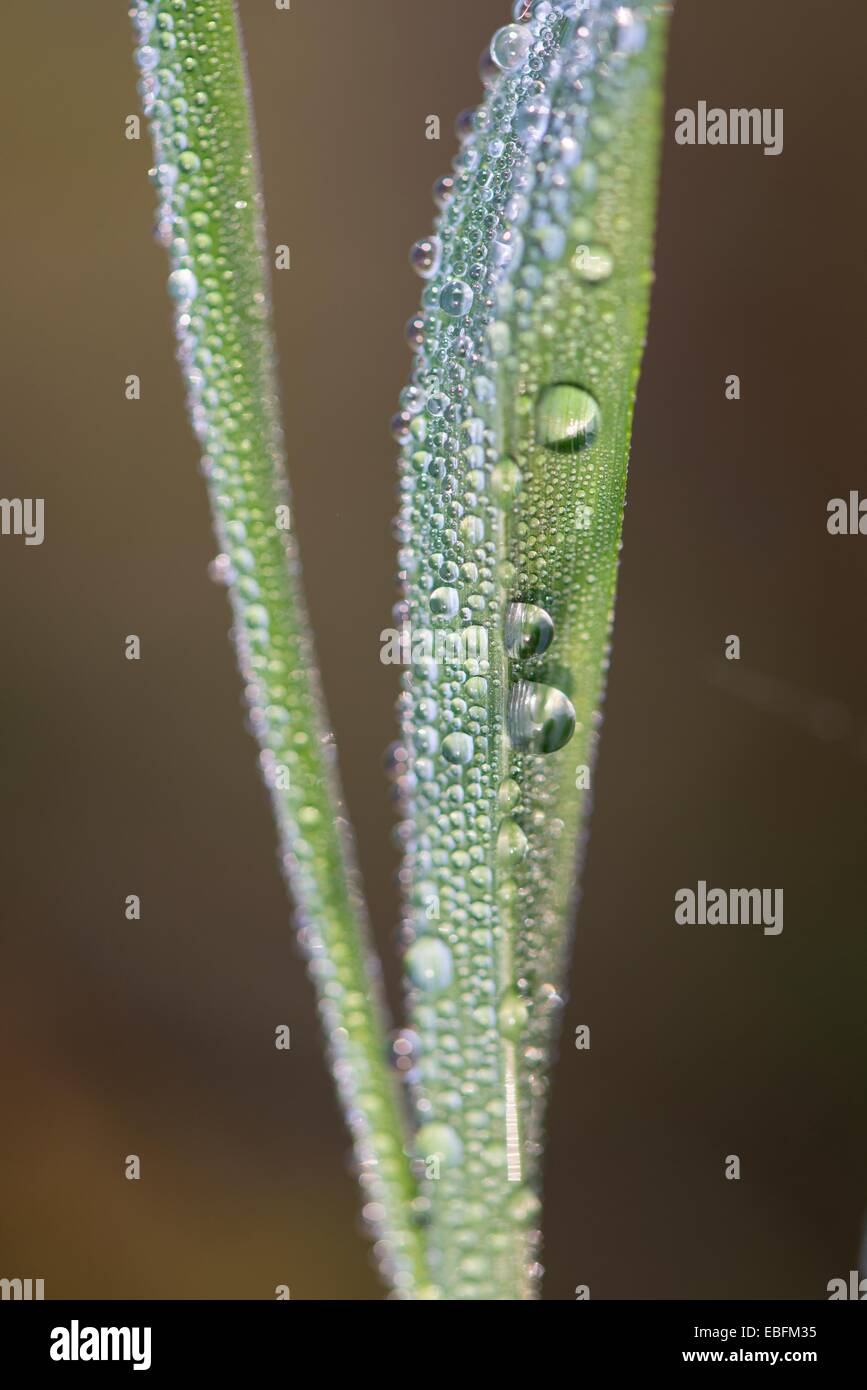 Morning dew on single grass stem. Stock Photo