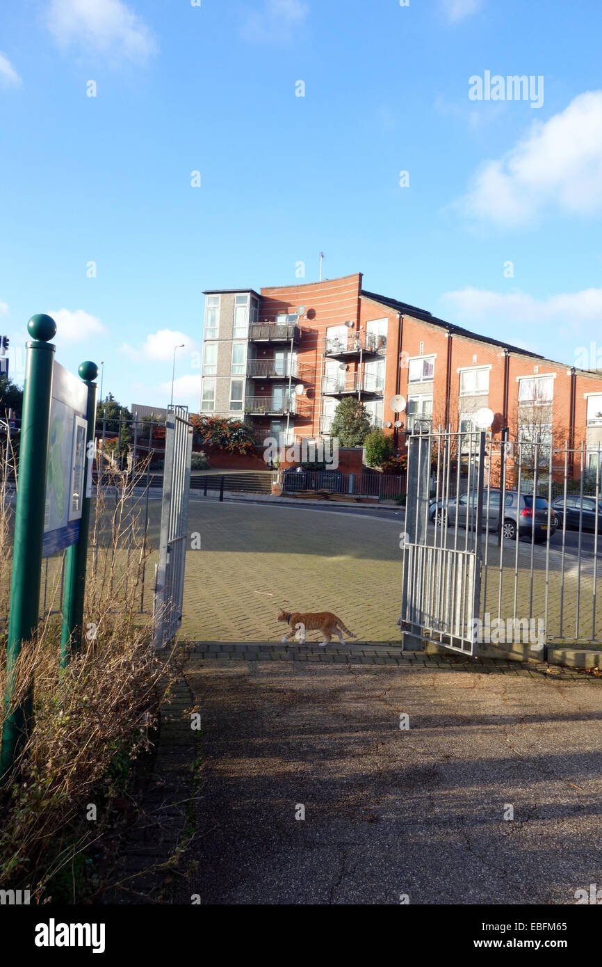 Cat surveying it's kingdom in North  Norland park   London W11 with its variety of interesting affordable architecture Stock Photo