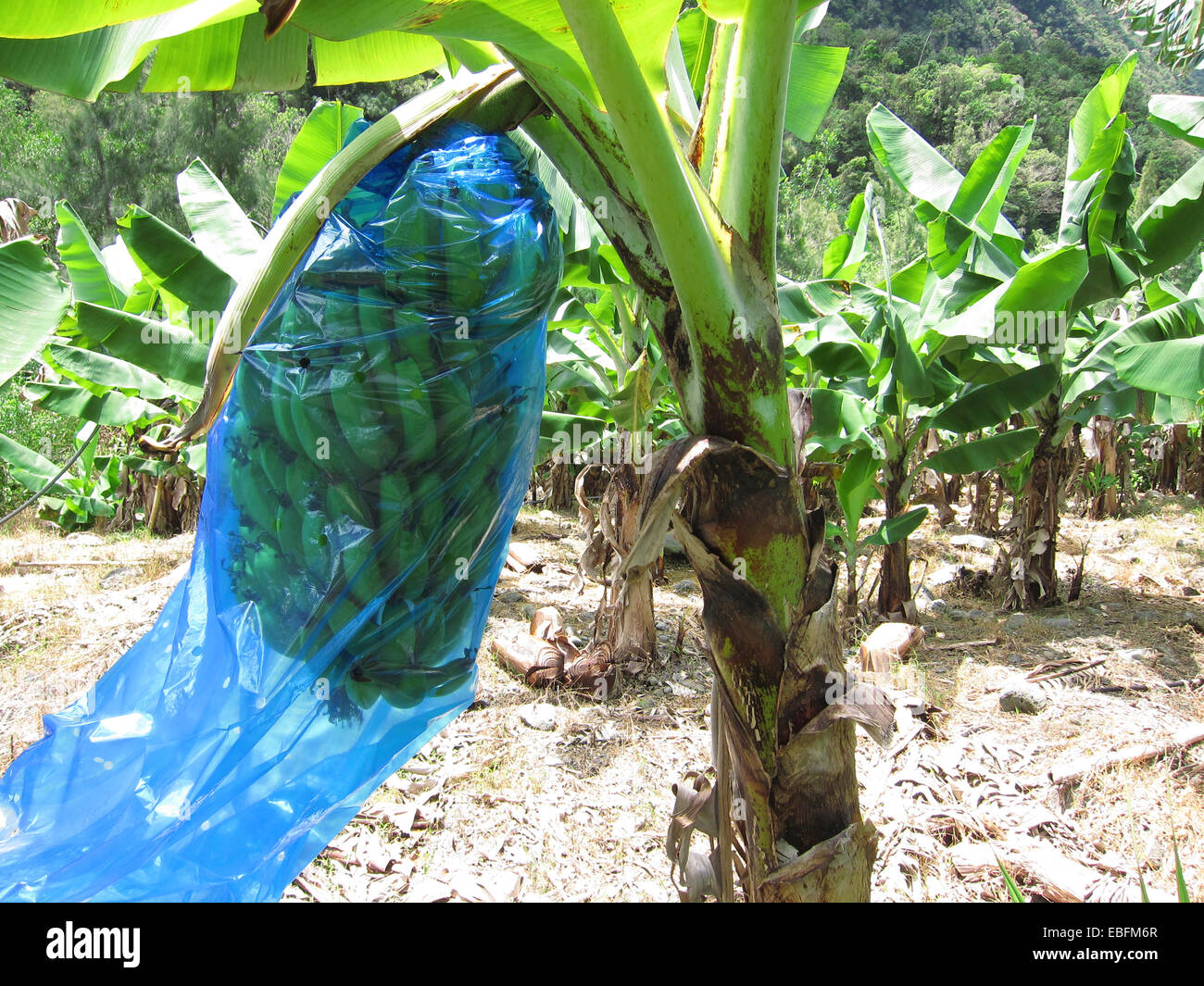 A hand of bananas wrapped in foil in the banana plantation Stock Photo