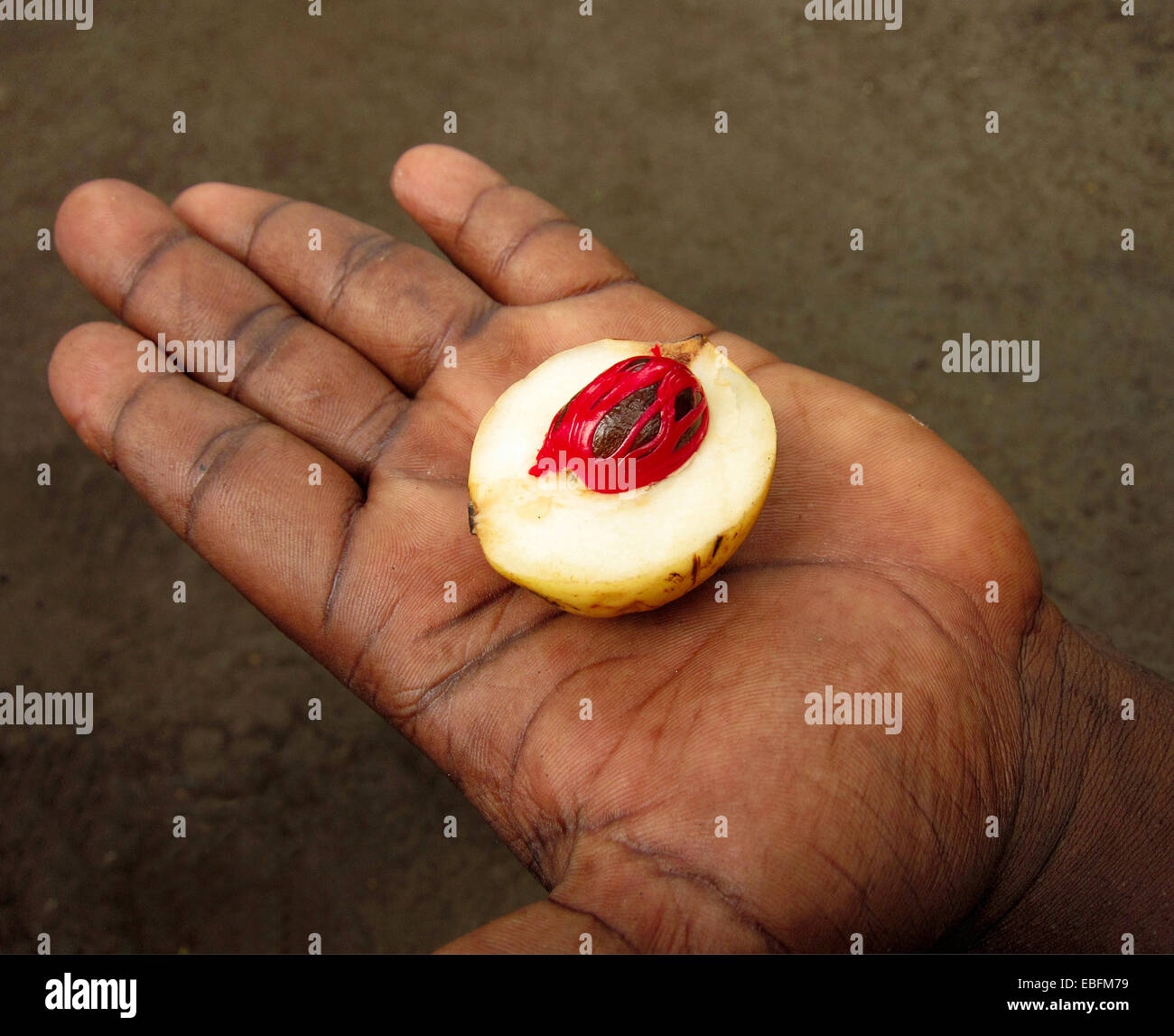 The nut within the fruit of the nutmeg tree Stock Photo Alamy