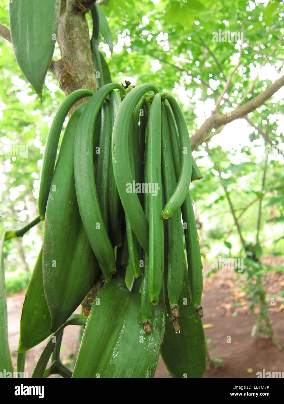 Vanilla pods plant hires stock photography and images Alamy