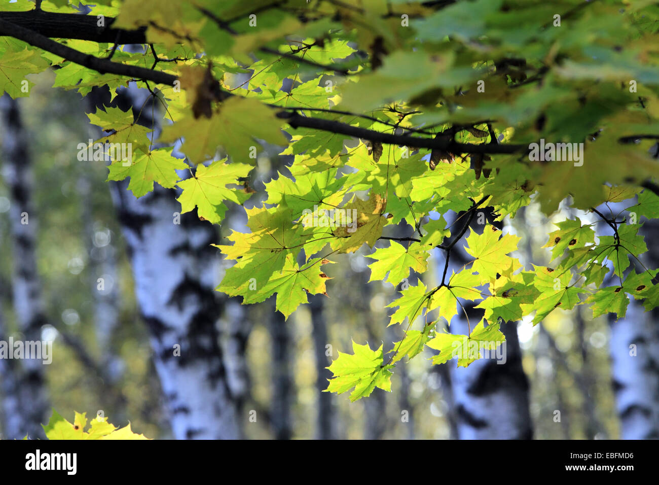 Autumn in the forest in sunny day Stock Photo - Alamy