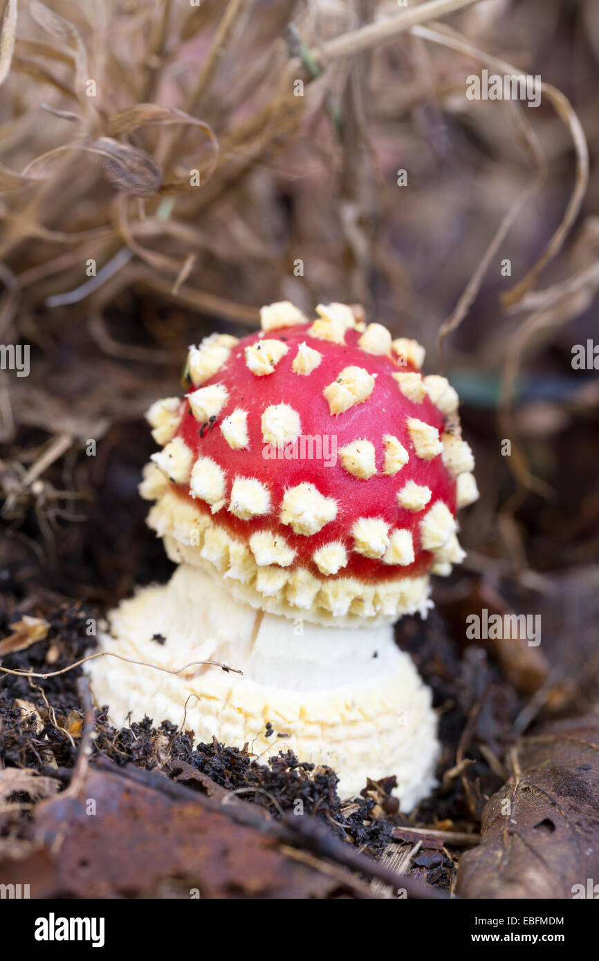 Mushroom: Amanita muscaria, commonly known as the fly agaric. Poisonous Toadstool. Stock Photo