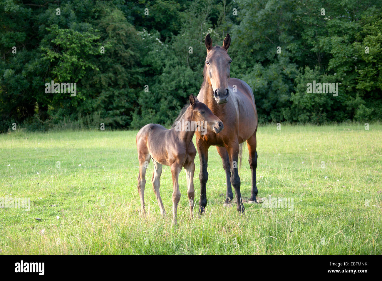 Mare and foal Stock Photo Alamy